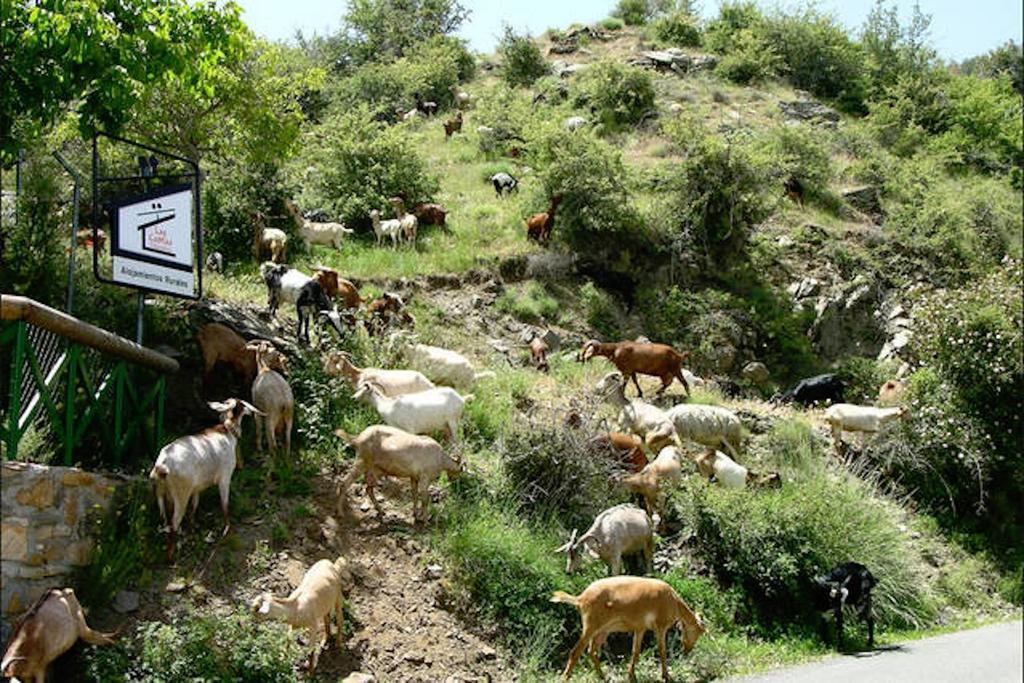 Telecabina Las Catifas Güéjar Sierra Kültér fotó